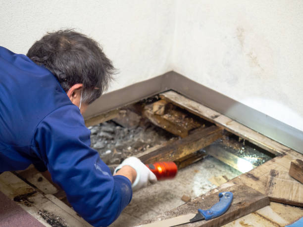 Best Emergency Mold Removal  in Rockwood, VA