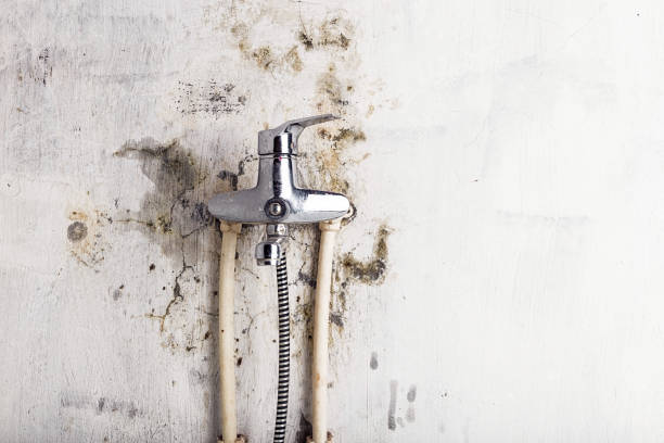 Best Fast Mold Removal  in Rockwood, VA