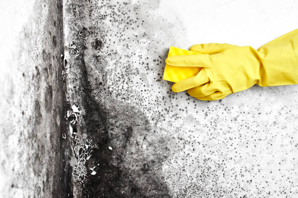 Best Certified Mold Removal  in Rockwood, VA
