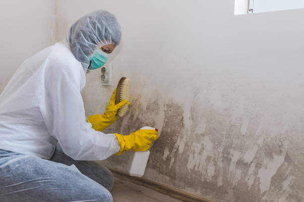 Best Home Mold Removal  in Rockwood, VA