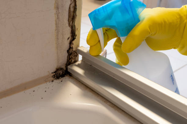 Best Best Mold Removal Companies  in Rockwood, VA