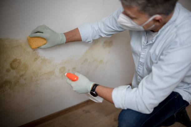 Best Crawl Space Mold Removal  in Rockwood, VA