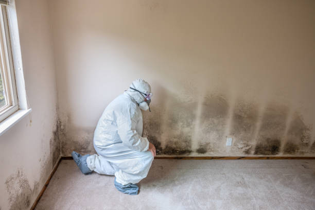 Best Mold Removal Company Near Me  in Rockwood, VA