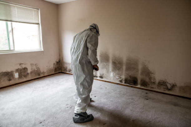 Home Mold Removal in Rockwood, VA