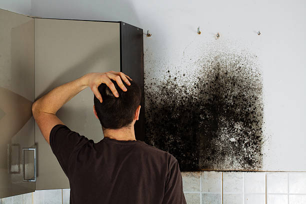 Best Professional Mold Removal  in Rockwood, VA