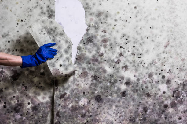 Best Affordable Mold Removal  in Rockwood, VA